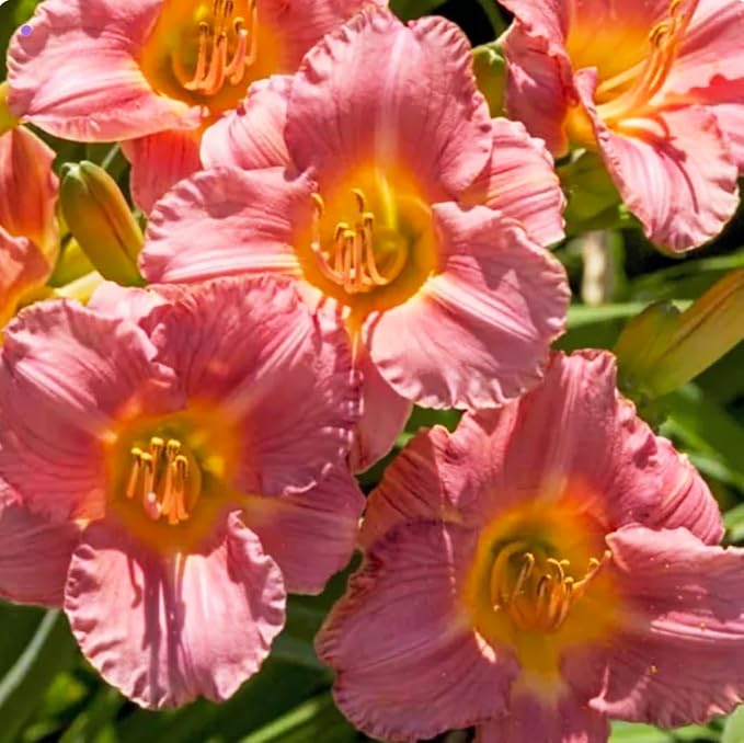 Coral Pink Melinda Daylily - Bare Root Plant, Hardy Perennial for Zone 3, Soft Coral Pink Blooms, Low Maintenance, Ideal for Full Sun or Partial Shade, Perfect for Garden Borders & Landscapes