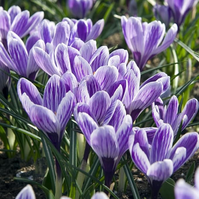 King of The Striped Crocus Flower Bulbs - 10 Bulbs per Pack - Naturalizing - Perennializing
