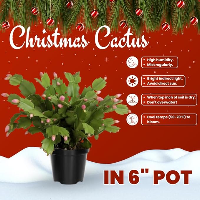 Pink Christmas Cactus Plants Live in 6 Inch Pot, Vibrant Christmas Cactus Blooms, Perennial Holiday Cactus Plant Flower Succulent Houseplant