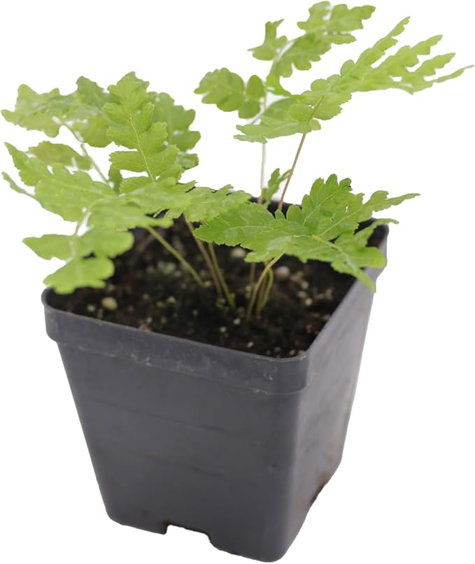 Greenwood Nursery: Live Perennial Plants - Cinnamon Fern + Osmundastrum Cinnamomeum - [Qty: 1x Pint Pot] - (Click for Other Available Plants/Quantities)
