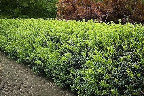 Burfordi Holly | 10 Quart Size Plants | Ilex Cornuta | Fast Growing Evergreen Shrubs, Privacy Hedge Plants, Dark Green Foliage, Low Maintenance Landscaping, Ideal for Hedges and Borders