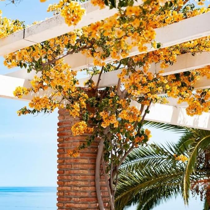2 Bougainvillea Plants Live, Trailing Flowering Vines, 5-9” Tall, Well-Rooted Bougainvillea Trees for Outdoor Garden or Patio (Yellow Bougainvillea)