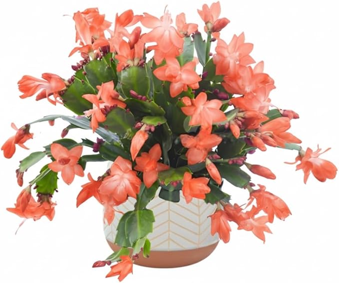 1 Thanksgiving Christmas Cactus Plants Live in 4" Pot, Houseplant Holiday Cactus, Vibrant Single Color Blooms Indoor Outdoor, Zygocactus Like, Winter Hardy (Orange)