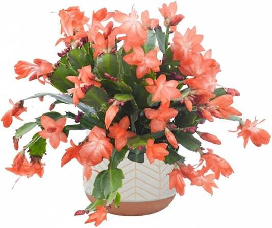 1 Thanksgiving Christmas Cactus Plants Live in 4" Pot, Houseplant Holiday Cactus, Vibrant Single Color Blooms Indoor Outdoor, Zygocactus Like, Winter Hardy (Orange)