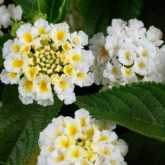 Pack 2 White Trailing Lantana Plants Live for Planting Outdoors, 2 to 5 Inch Tall, Live Lantana Plants Well Rooted, Fragrant Flowers