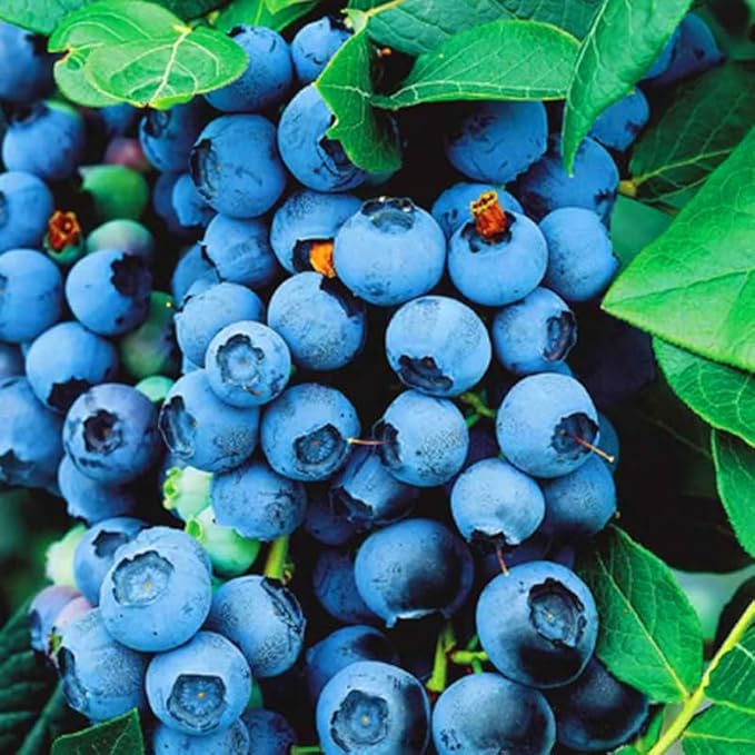 Biloxi Blueberry Plant Live for Planting, 4-8 Inch Tall Starter Plant, Hardy Blueberry Bush for Garden or Patio
