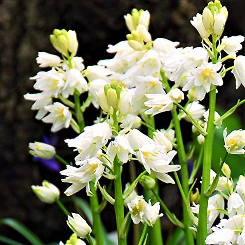Easy to Grow Hyacinthiodes 'White' Plant Bulbs (10 Pack) - Fragrant White Flowering Blooms Spring Gardens