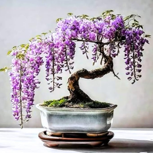 Purple Wisteria Live Plant in 2.5" Pot, 6-12 Inch Tall Fragrant Wisteria Vine for Garden Trellis and Containers