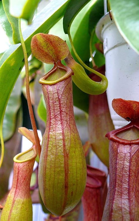 Asian Pitcher Plant - Nepenthes - Carnivorous - 3" Pot