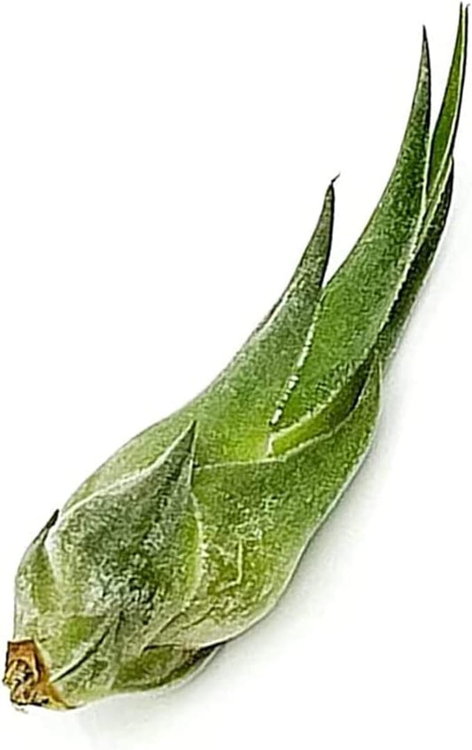 ragnaroc Air Plants - Tillandsia Seleriana, Large 4-6" - 1ct - Live Arrival Guaranteed - House Plants for Home Decor & Gift