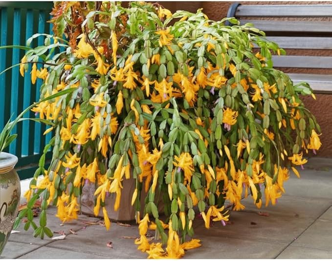 2 Yellow Christmas Cactus Plants Live, True Thanksgiving Cactus Live Size 6-9" Inches Tall, Ready to Blooms, Holiday Houseplant, Cold Hardy, Bloom in Winter