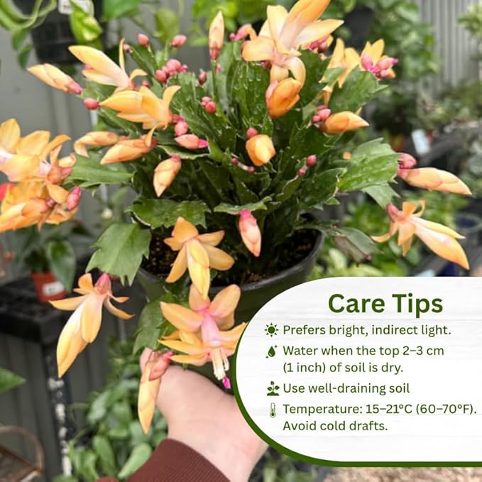 Set 2 Christmas Cactus Plants Live, Hanging Baskets Houseplants, Holiday Cactus Indoor Plants Live Well-Rooted 4-9" Tall, No Pot (Yellow)