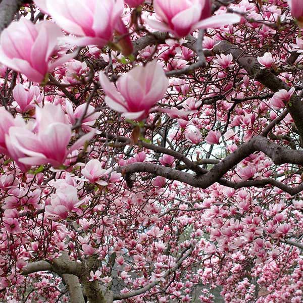 Ann Magnolia Tree, 1 Gallon Potted, Compact Purple-Red Blooms – Ideal for Small Gardens | Arbor Day Foundation (Due to Agricultural Laws, Unavailable to CA or AZ)