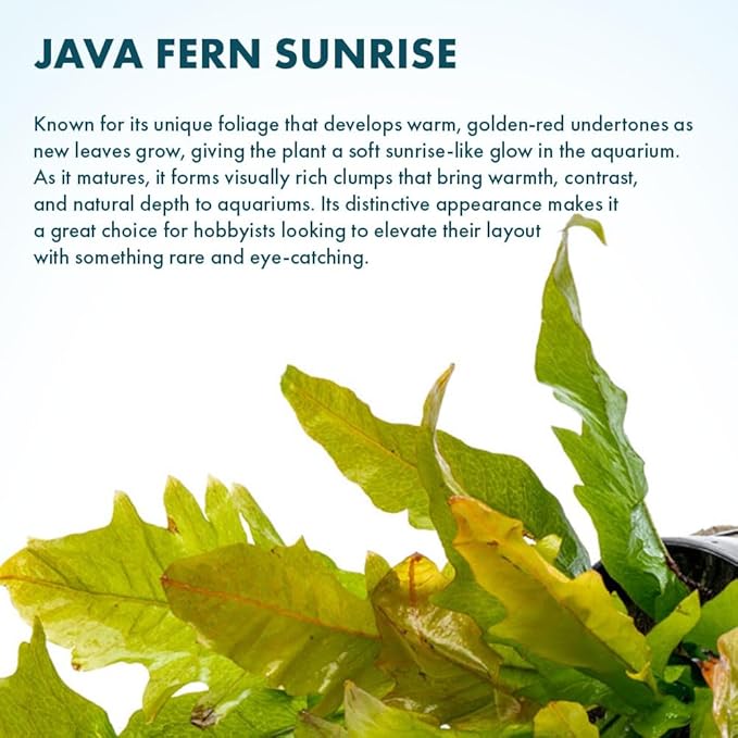SubstrateSource Java Fern Live Aquarium Plants - Potted Freshwater Plant for Fish Tanks - Beginner Friendly, Low Light (Sunrise, 1 Pot)