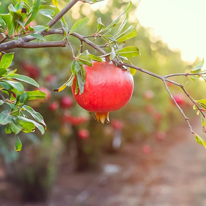 PERFECT PLANTS Wonderful Pomegranate Tree Large Delicious Fruit |, 1 Gal, Heavy Producer, 1 count