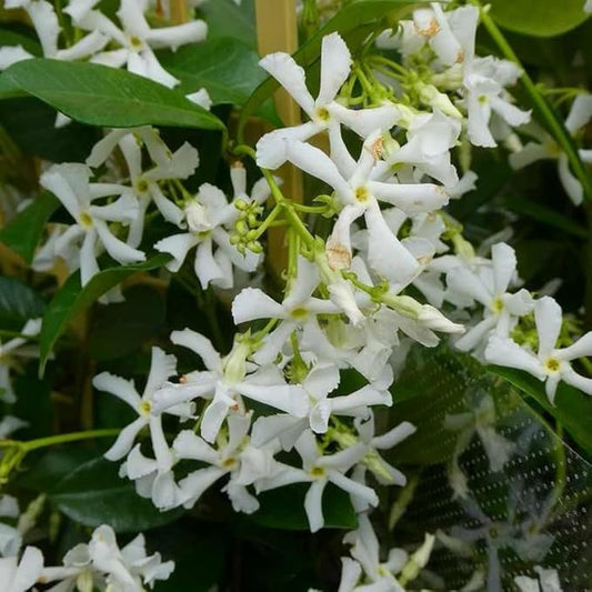 Star Jasmine Live Plant, 2 Blooming Jasmine Plants Live, 5 to 7 Inc Height