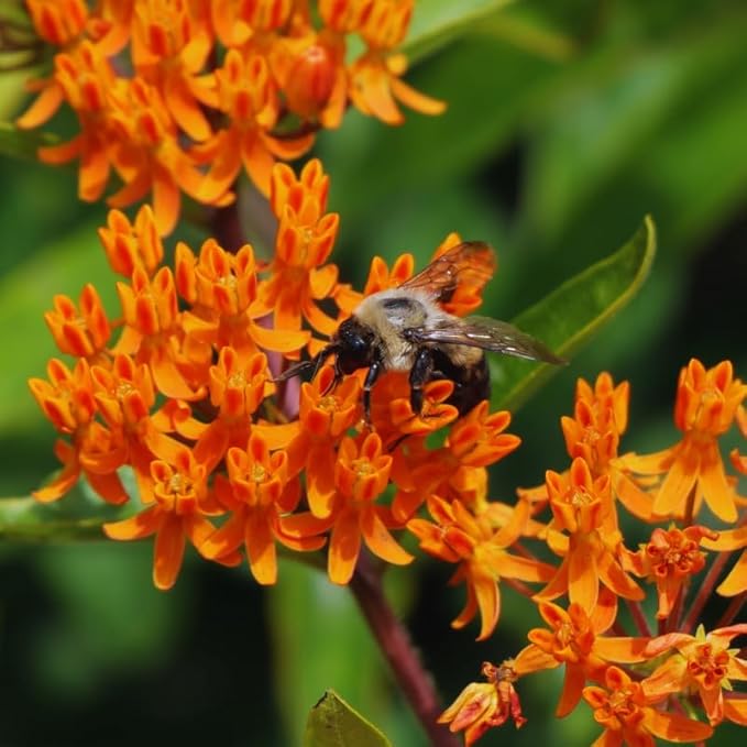 2 Orange Butterfly Milkweed Plants Live, Live Milkweed Plants, Asclepias Tuberosa Plant for Gardening, 5 to 7 Inc Tall