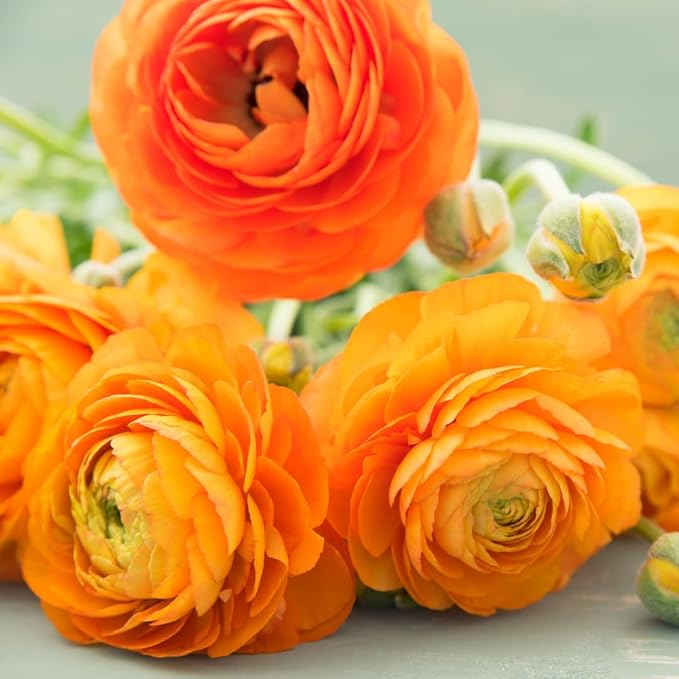 30 Ranunculus Bulbs for Fall Planting, Butterfly Ranunculus Corms, Peony Ranunculus Flower Bulbs for Garden, Vibrant Blooms in Spring (Orange Ranunculus)