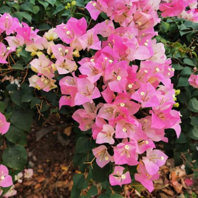 2 Bougainvillea Plants Live, Trailing Flowering Vines, 5-9” Tall, Well-Rooted Bougainvillea Trees for Outdoor Garden or Patio (White Pink Bougainvillea)