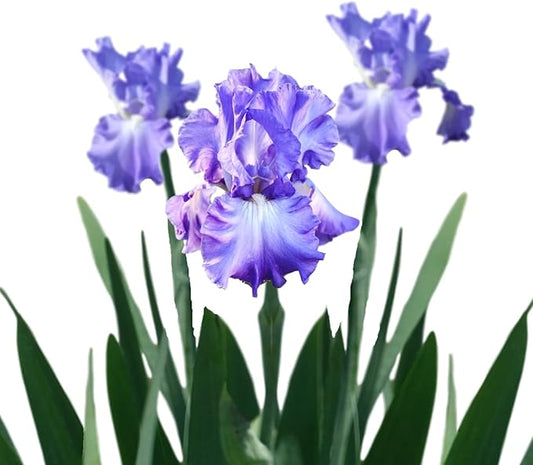 Easy to Grow Bearded Iris Victoria Falls - 9 Plant Bulbs Rhizomes, Lavender Blue & White Flowers in Spring to Fall, Full Sun Low Maintenance