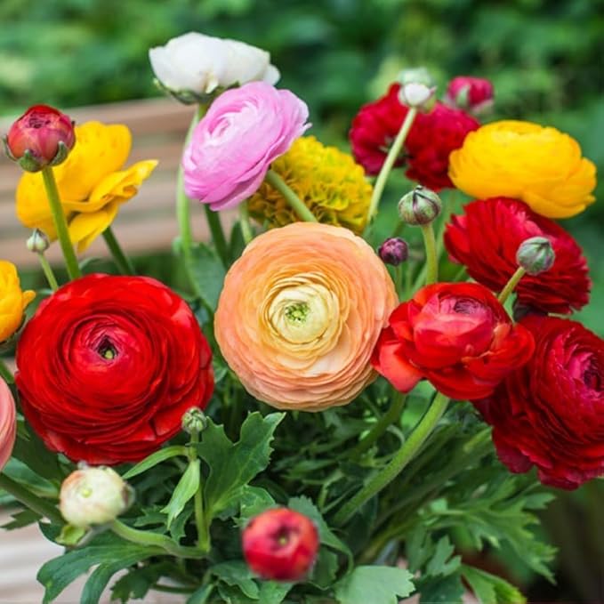 25 Ranunculus Bulbs for Fall Planting, Perennial Flowers Bulbs for Gardens, Vibrant Peony Buttercup Corms for Outdoor Borders (Mix Ranunculus)
