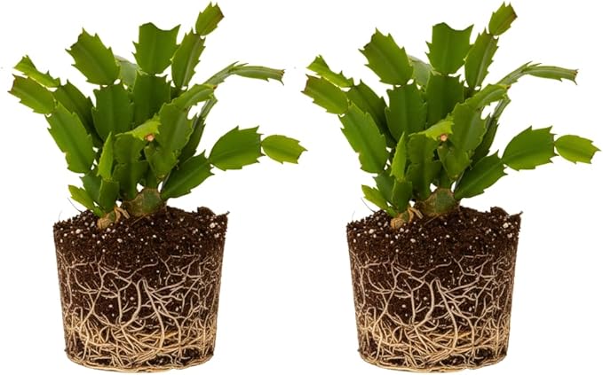 2 Live Pink Christmas Cactus Plants, Pink Christmas Cactus Plants Live, 4 to 6 Inch, Bare Root, Perennial Flower Holiday Succulent Plant, No Pot