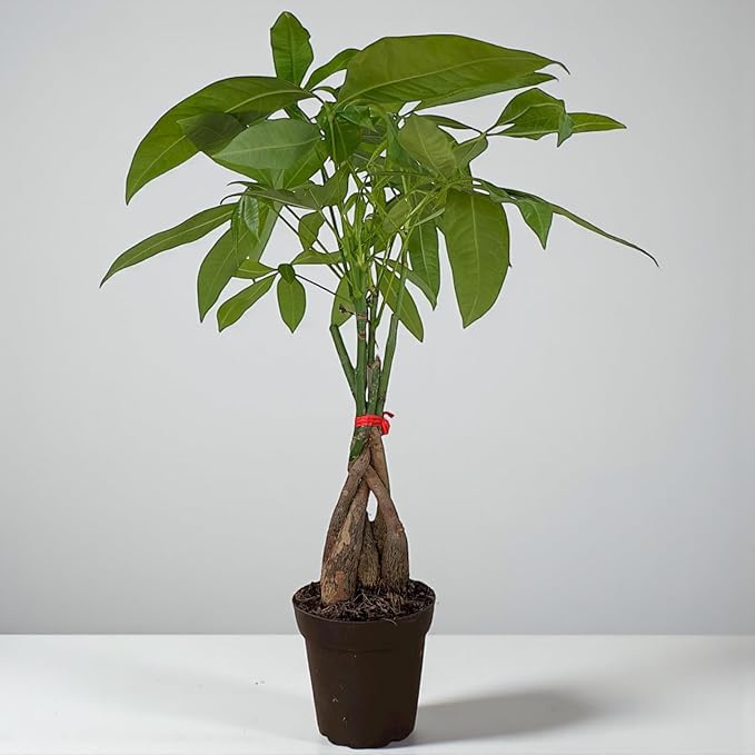 Money Tree Live Plant | 12-16 Inches Tall Bonsai | Easy to Grow Indoor Houseplant | Home, Office, or Room Decor | Birthday, Housewarming Gift in 4 inch Pot