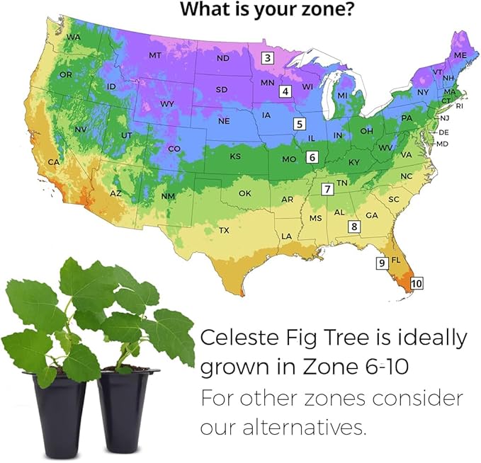 Celeste Fig Plant (4 Pack) | Live Fruit Plant for Planting | Sweet & Juicy Figs for Fresh Eating & Drying | Cold-Hardy & High-Yielding Tree | Perfect for Organic Gardens & Sustainable Living