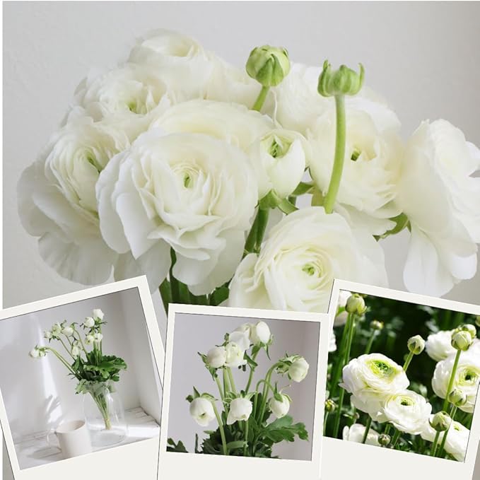 30 Ranunculus Bulbs for Fall Planting, Butterfly Ranunculus Corms, Peony Ranunculus Flower Bulbs for Garden, Vibrant Blooms in Spring (White Ranunculus)