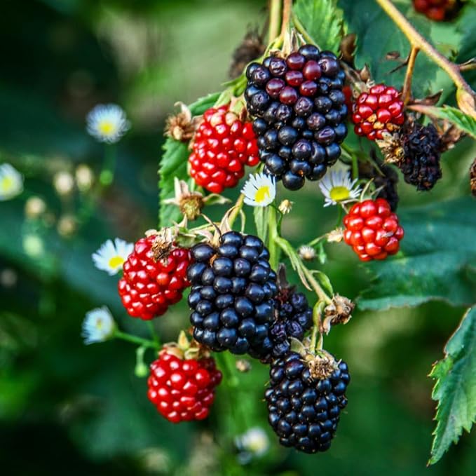 Blackberry Plant Collection (4 Pack) Live Fruit Plants for Planting | 4 Different Varieties for a Continuous Harvest | Thornless & Thorny Mix| Large, Sweet & Juicy Berries |Perfect for Organic Gardens