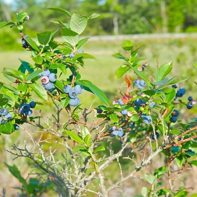 Sharpblue Blueberry Plant Live for Planting, 4-8 Inch Tall Starter Plant, Hardy Blueberry Bush for Garden or Patio
