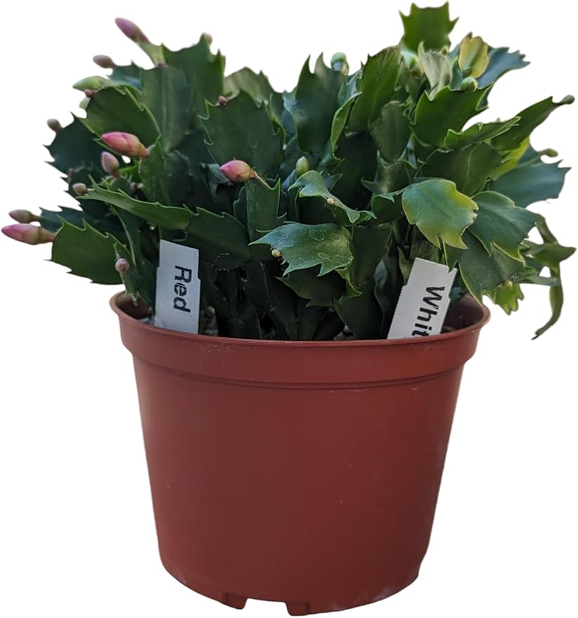 Red and White Christmas Cactus, Live Houseplant in 6-Inch Pot, Stunning Flowering Plant