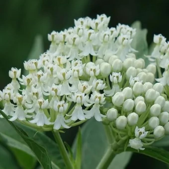 2 Milkweed Plants Live, Live Milkweed Plants, Asclepias Tuberosa Plant, 5 to 8 Inc Tall, Outdoors Gardening (White)