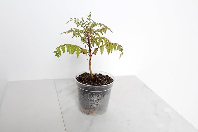 My Shelfie Bonsai Tree Blue Jacaranda Starter Kit, 3 Inch Pot, White Ceramic Planter with Sand Topper