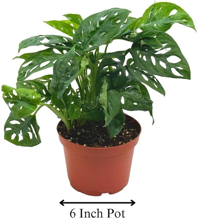 BubbleBlooms Swiss Cheese Plant in a 6 inch Pot Monstera Adansonii, Five Holes Vine Big Indoor House Plant