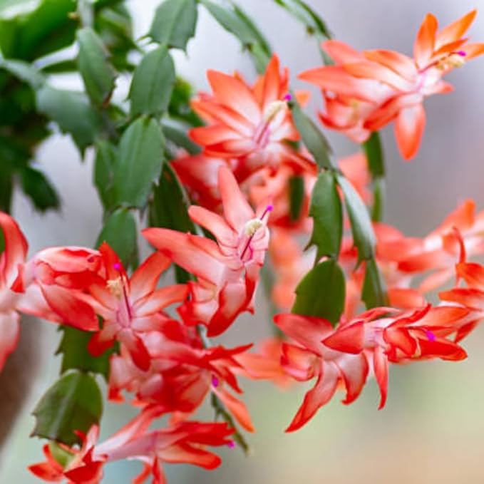 Christmas Cactus Plant Live, Holiday Cactus Live Plant, Hanging Baskets Houseplants, 4 Inc Potted (Orange)
