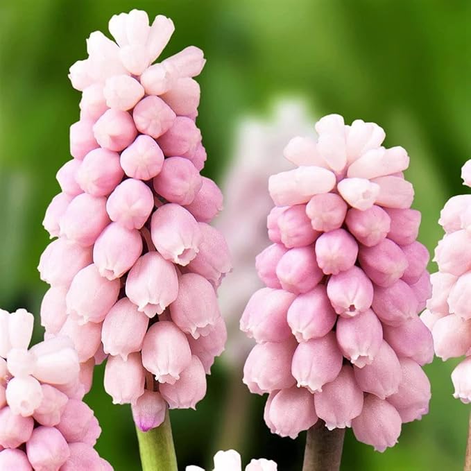 Easy to Grow Muscari Grape Hyacinth Pink Surprise 10 Plant Bulbs - Pink Flowers in Spring, Full Partial Sun Outdoor Zones 4-8