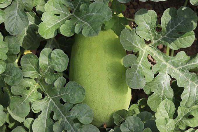 Charleston Grey Watermelon Seeds, COOL BEANS N SPROUTS Brand. (25 Seeds per Pack) Heirloom. Non-GMO. Home Gardening.