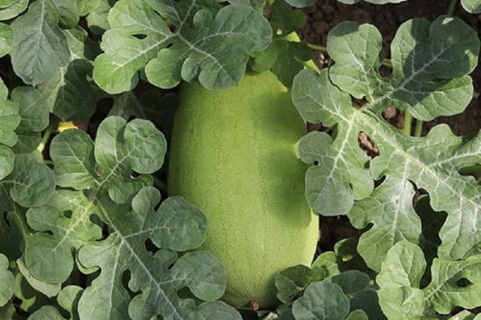 Charleston Grey Watermelon Seeds, COOL BEANS N SPROUTS Brand. (25 Seeds per Pack) Heirloom. Non-GMO. Home Gardening.