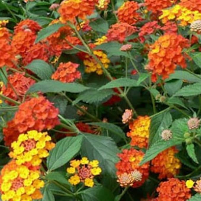 2 Trailing Lantana Plants Live, Lantana Live Plants for Planting Outdoors Between 5 and 7 Inc Long Garden (Orange)