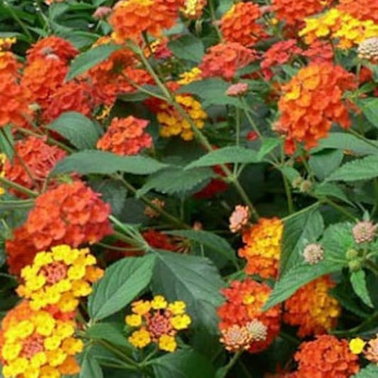 2 Trailing Lantana Plants Live, Lantana Live Plants for Planting Outdoors Between 5 and 7 Inc Long Garden (Orange)
