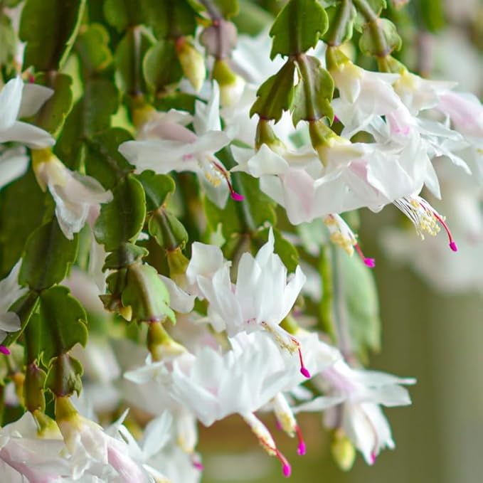 2 White Christmas Cactus Plants Live, 4 to 7 Inch Tall Colorful Christmas Cactus, Holiday Flower Houseplant, Indoor Outdoors Easy Care Plants for Home Garden