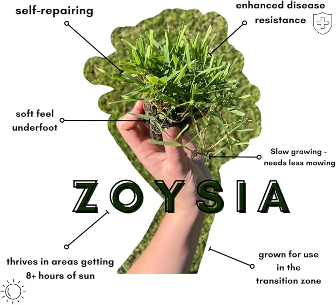 Zoysia Plugs - 100 Full Zoysia Grass Plugs | Mature Roots | Individually Grown