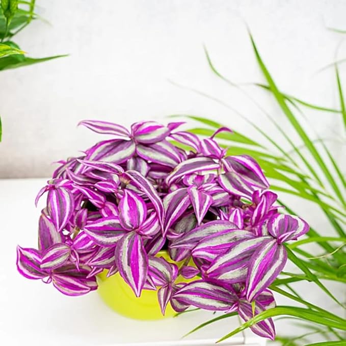 Pink Wandering Jew Live Plant, Tradescantia Zebrina Live Plant Indoors Outdoors, Purple Pink Paradise Leaves, Air Plant for Home and Office, 2" Pot