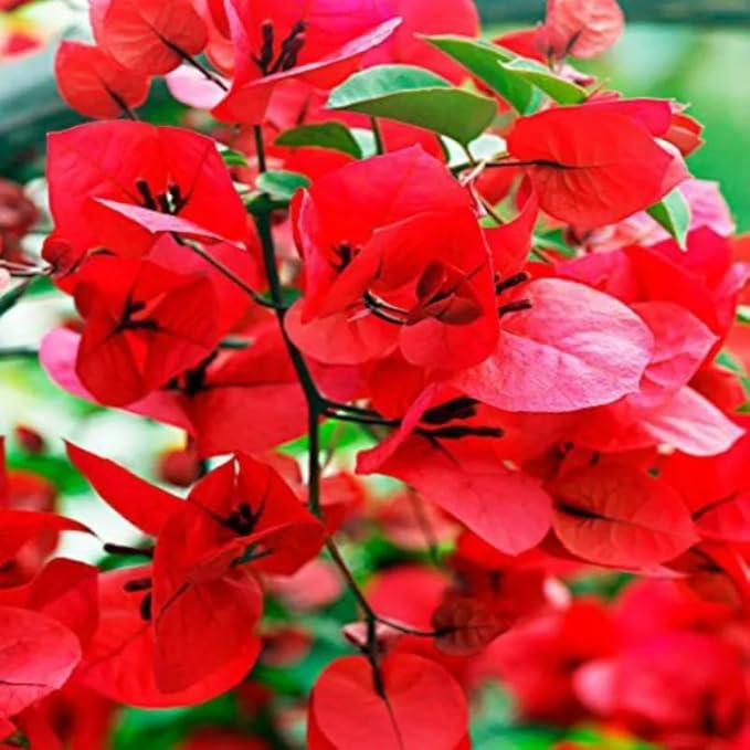 2 Bougainvillea Plants Live, Trailing Flowering Vines, 5-9” Tall, Well-Rooted Bougainvillea Trees for Outdoor Garden or Patio (Red Bougainvillea)