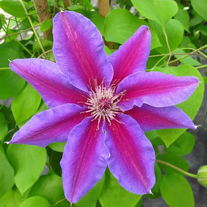 Clematis Fireworks - 3 Live Plants in 4 Inch Growers Pots - Clematis 'Fireworks' - Starter Plants Ready for The Garden - Beautiful Deep Pink and Purple Flowering Vine