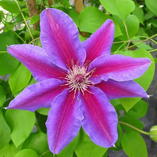 Clematis Fireworks - 3 Live Plants in 4 Inch Growers Pots - Clematis 'Fireworks' - Starter Plants Ready for The Garden - Beautiful Deep Pink and Purple Flowering Vine