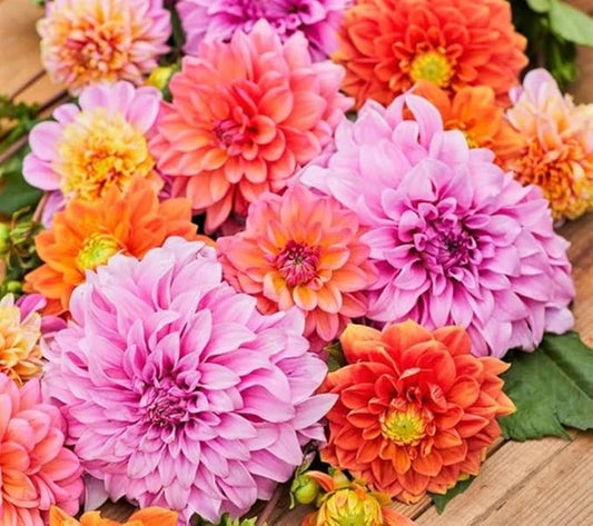 Zinnia Seeds, Giant Dahlia Flowered Mix, Pack of 1,500 Seeds by SeedsGo