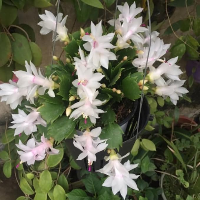 White Christmas Cactus Plants Live in 2 Inch Pot, Vibrant Christmas Cactus Blooms, Perennial Holiday Cactus Plant Flower Succulent Houseplant