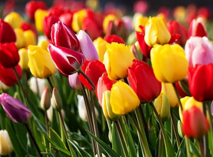 Triumph Tulip 100 Bulbs for Fall Planting Mixed Perennial Hybrids Darwin Changing Colors Emperor Mixture Size 12+ (Emperor Mixture)